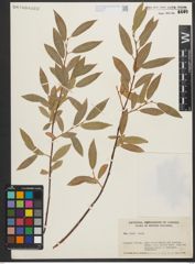 Foto von Salix L.